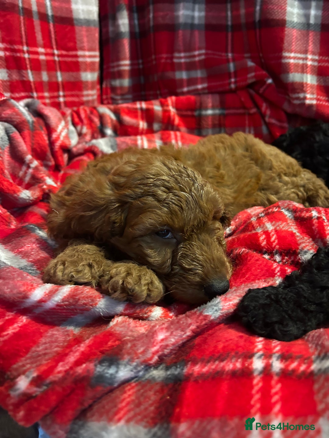 Cockapoo dogs for sale: 🐕‍🦺🐶ADORABLE COCKAPOO 🐶 🐕‍🦺 - Advert 11