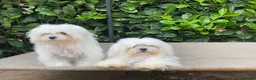 Maltese dogs for sale: Maltese females Korean must go as a pair  - Advert 3