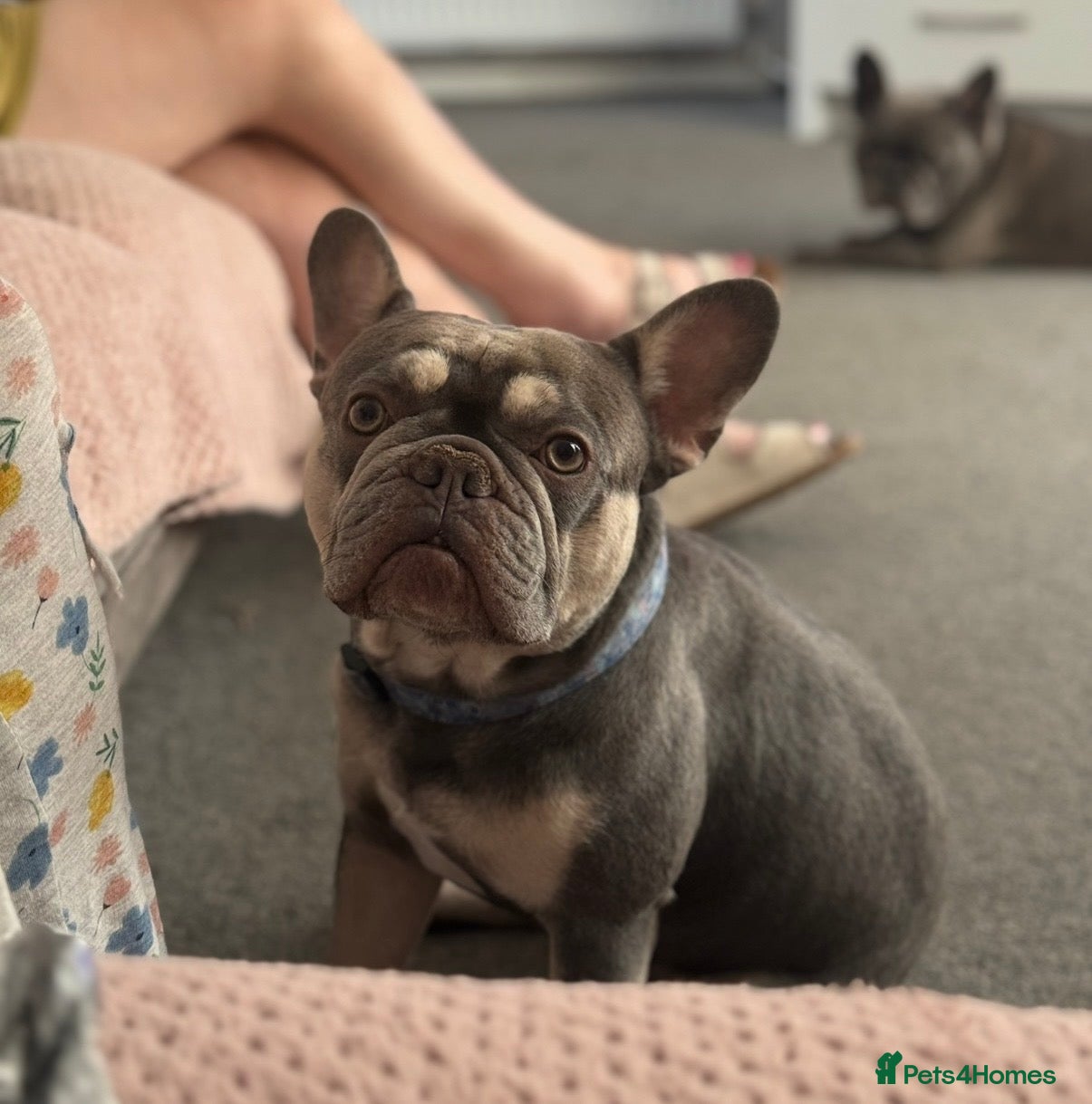 French Bulldog dogs Ronnie the French bulldog  - Advert 1