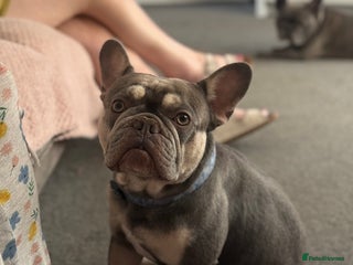 French Bulldog dogs Ronnie the French bulldog - Advert 1