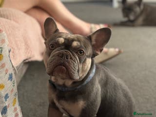 French Bulldog dogs Ronnie the French bulldog - Advert 9