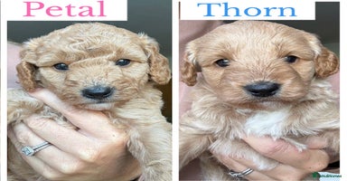 Cockapoo dogs - Advert 13
