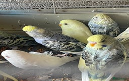 Budgerigars birds for sale: Baby Budgies in Birmingham - Image 2