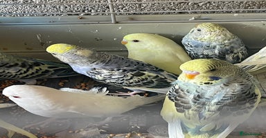 Budgerigars birds in Birmingham - Advert 12