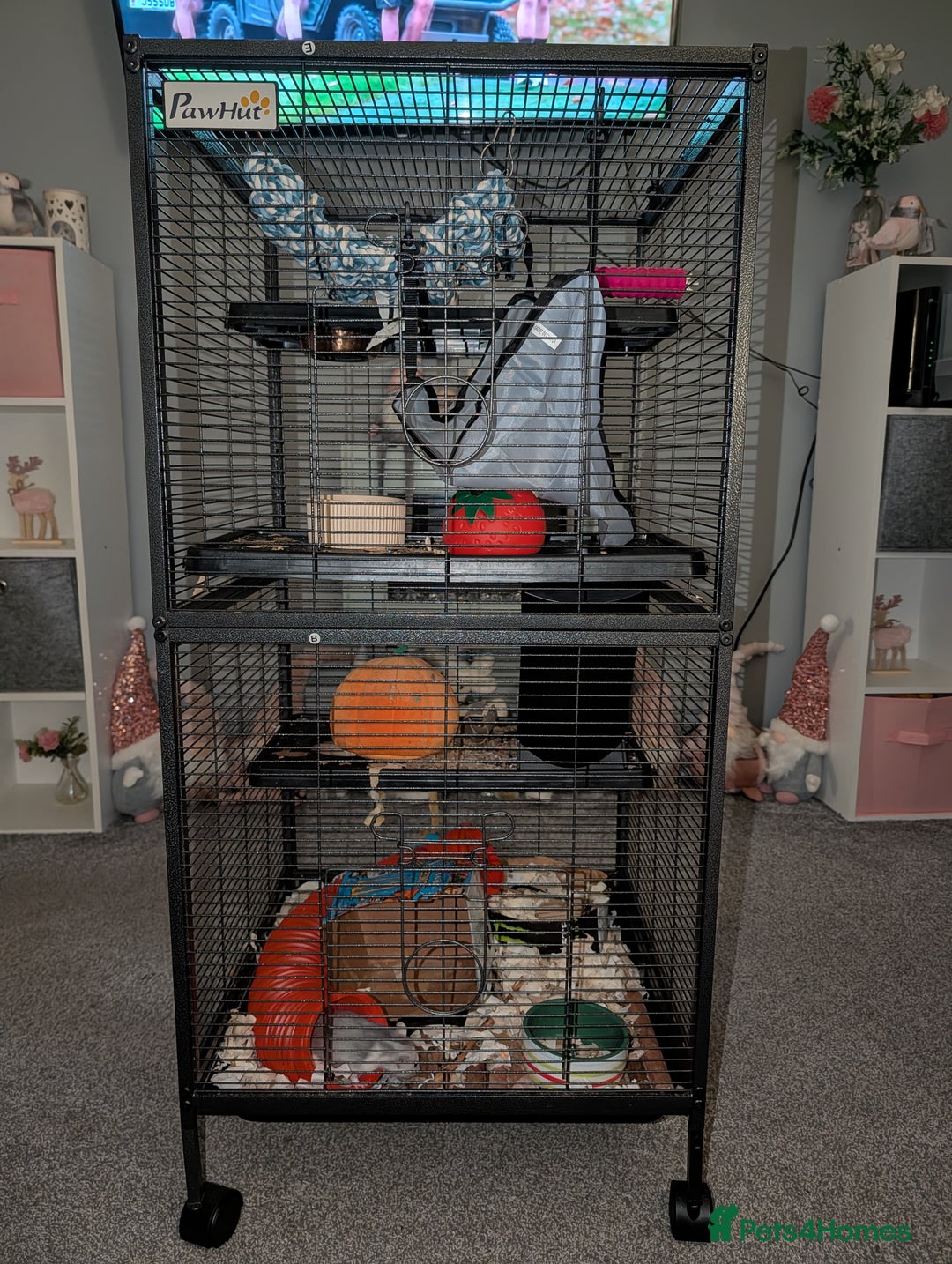 Rat rodents for sale: Two rats - Advert 3