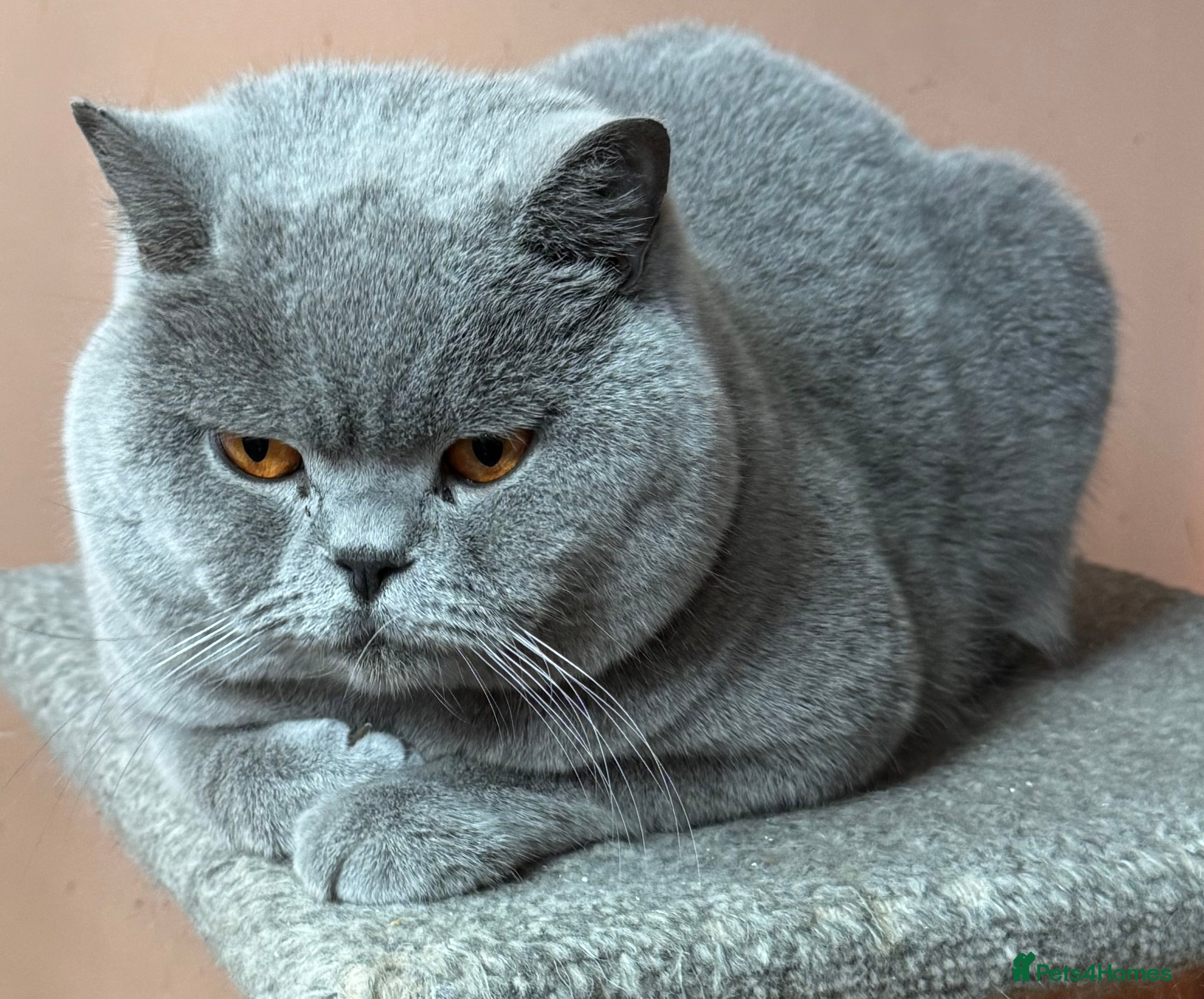 British Shorthair cats Stunning Import BSH Boy,GCCF&TICA active-for stud! - Advert 8