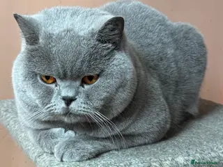 British Shorthair cats Stunning Import BSH Boy,GCCF&TICA active-for stud! - Advert 8