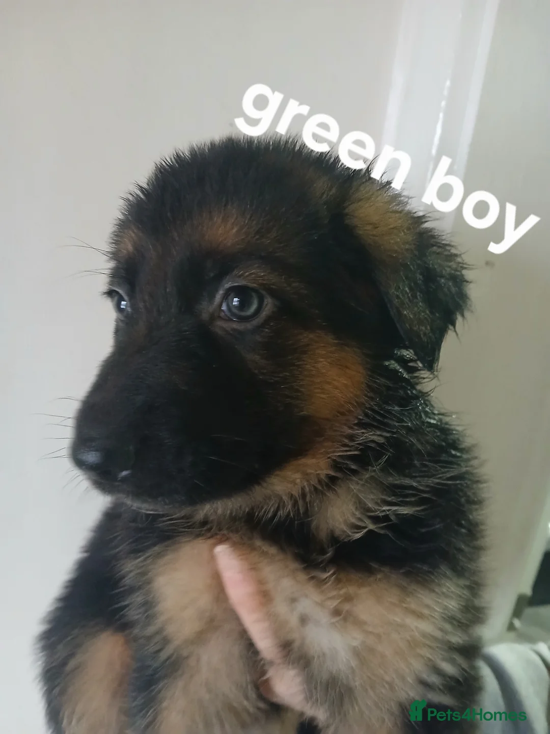German Shepherd dogs for sale: German shepherd pups x9 - Advert 11