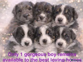 Border Collie dogs 6 gorgeous high quality Border Collie Puppies - Advert 1