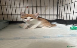 Mixed Breed cats for sale: Only 3 kittens left! - Image 37