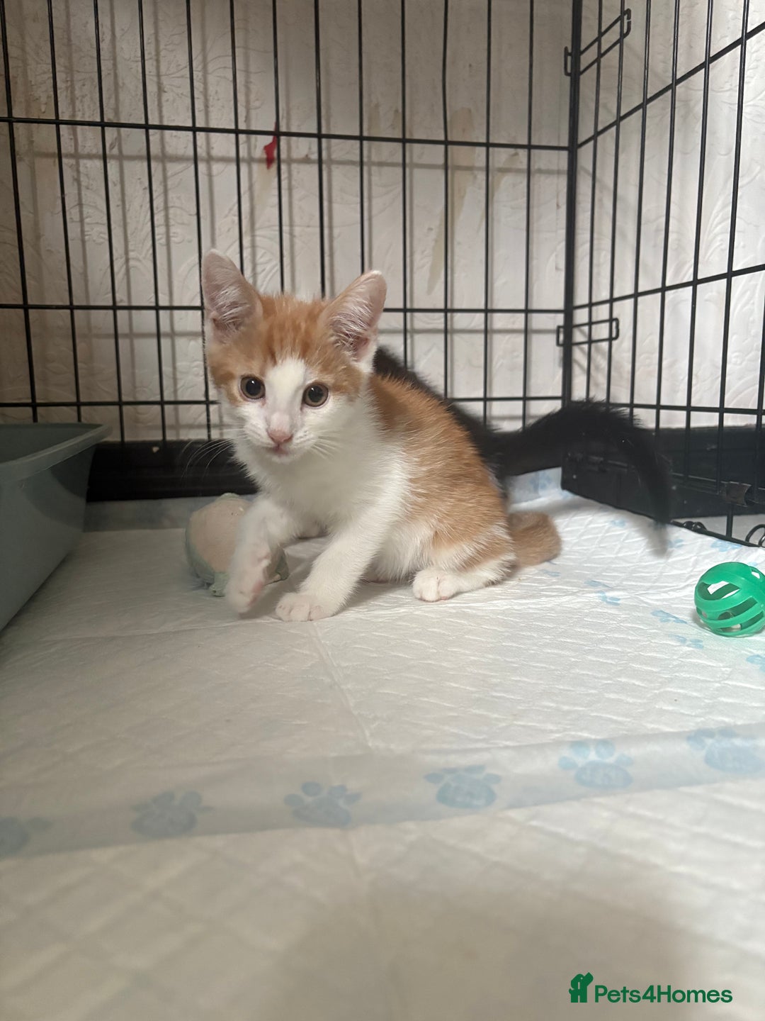 Mixed Breed cats for sale: Only 3 kittens left! - Image 37