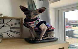 Sphynx cats for sale: Lovely 5 year old sphinx male for rehoming  - Image 1