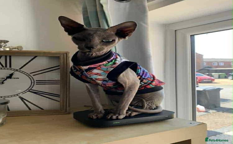 Sphynx cats - Advert 14