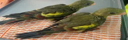 Parakeets birds for sale: Hand reared baby Rock Pebblers - Advert 2