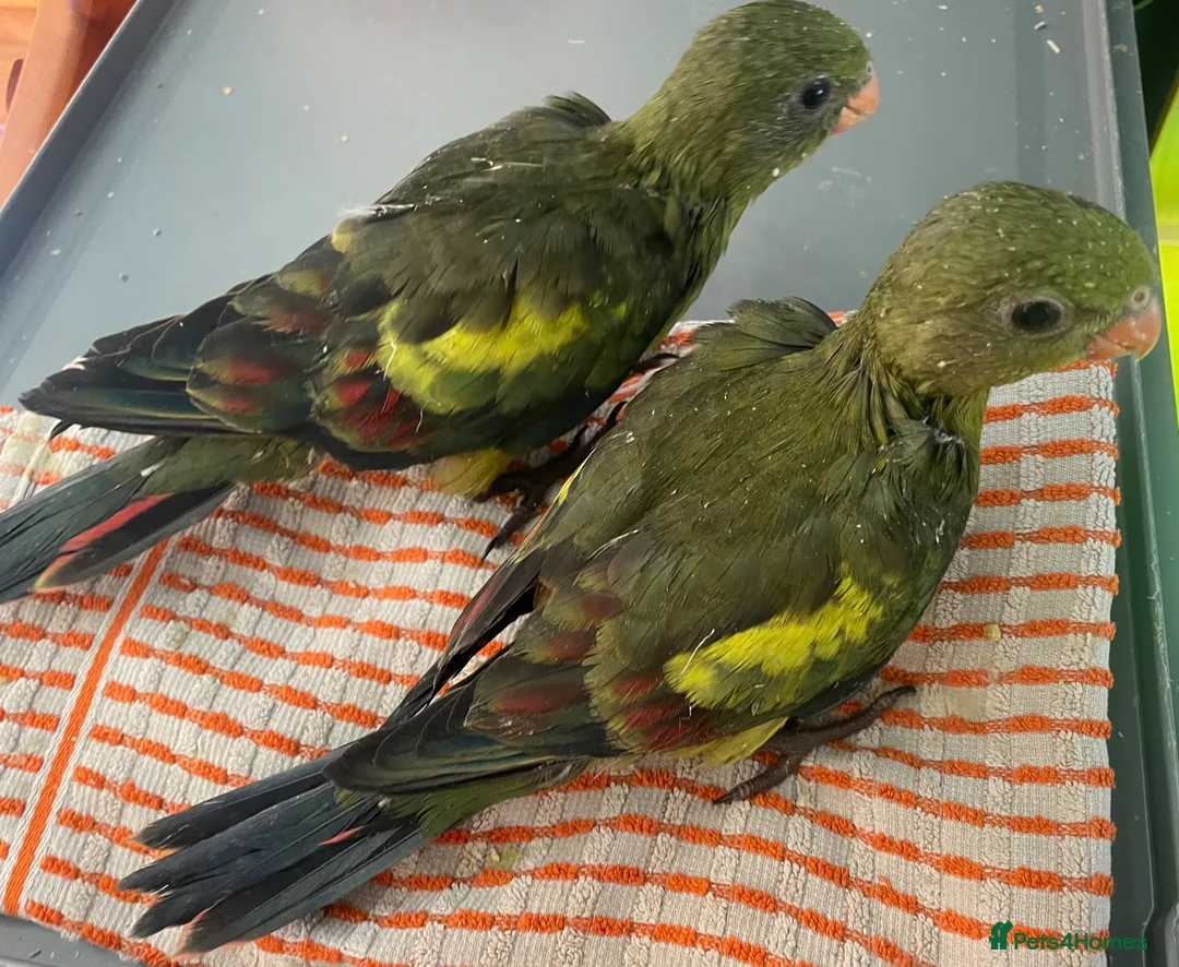 Parakeets birds for sale: Hand reared baby Rock Pebblers - Advert 2