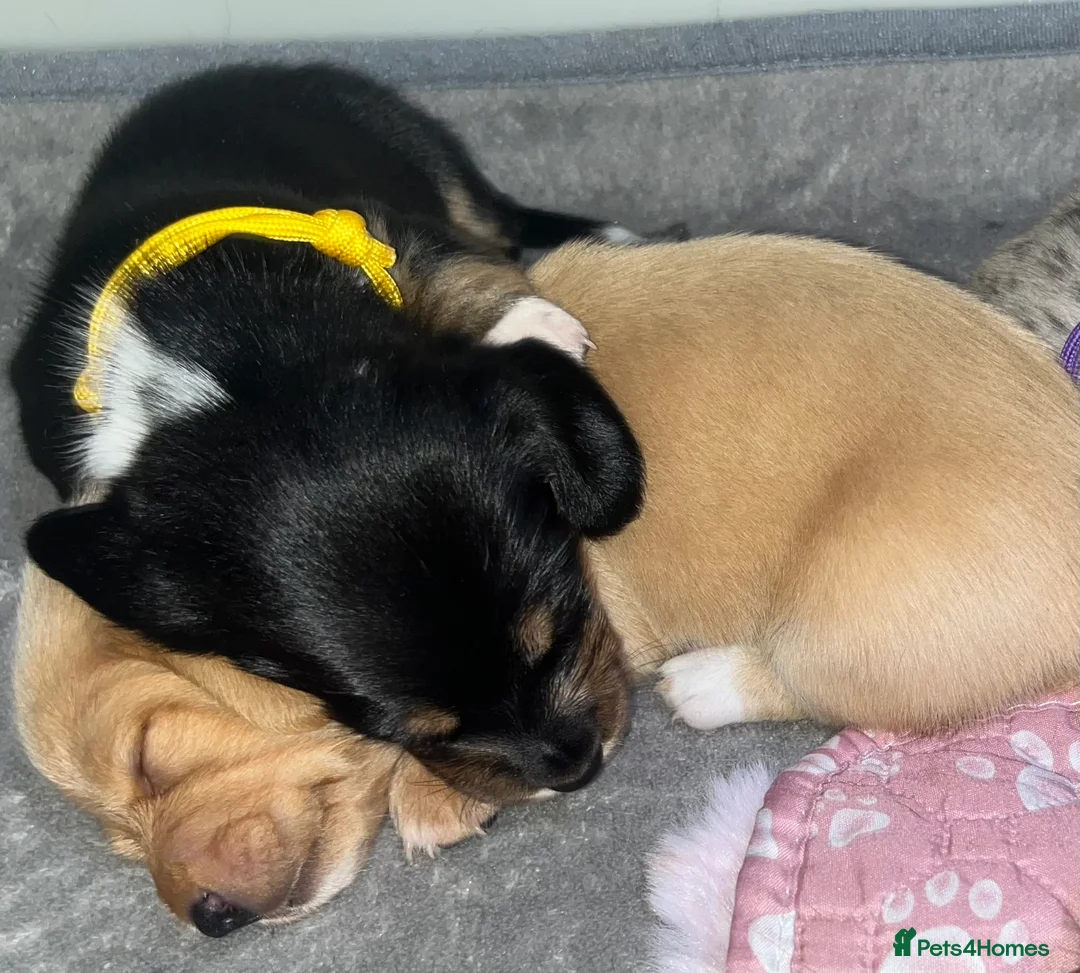Miniature Dachshund dogs for sale: Minature Dachshunds (cream carriers) - Advert 4