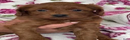 Cavapoo dogs for sale: ⭐️Top Quality Health Tested Toy Cavapoo Puppies⭐️ - Advert 4