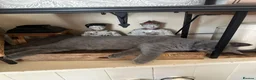 British Shorthair cats for sale: British Shorthair GCCF-registered Kittens  - Advert 6
