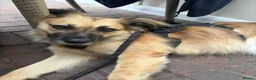 Mixed Breed dogs for adoption: Meet Honey, currently residing in Essex in Clacton-on-Sea - Advert 6