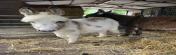 Donkey livestock for sale: Miniature Mediterranean donkey  in Wellingborough - Advert 2