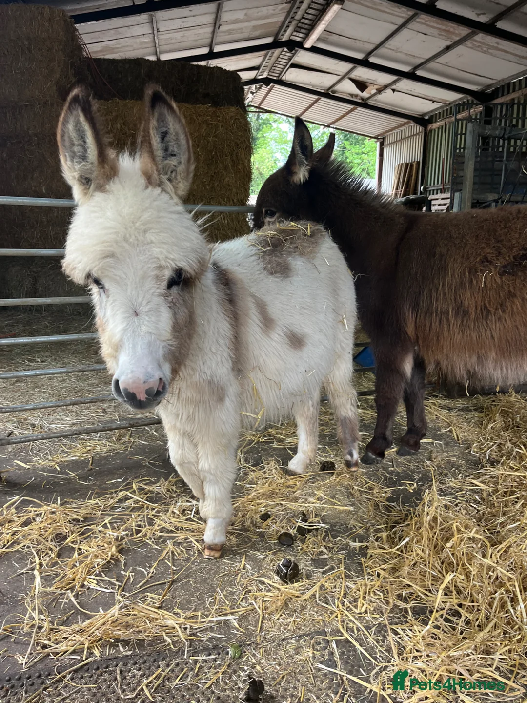 Donkey livestock for sale: Miniature Mediterranean donkey  in Wellingborough - Advert 2