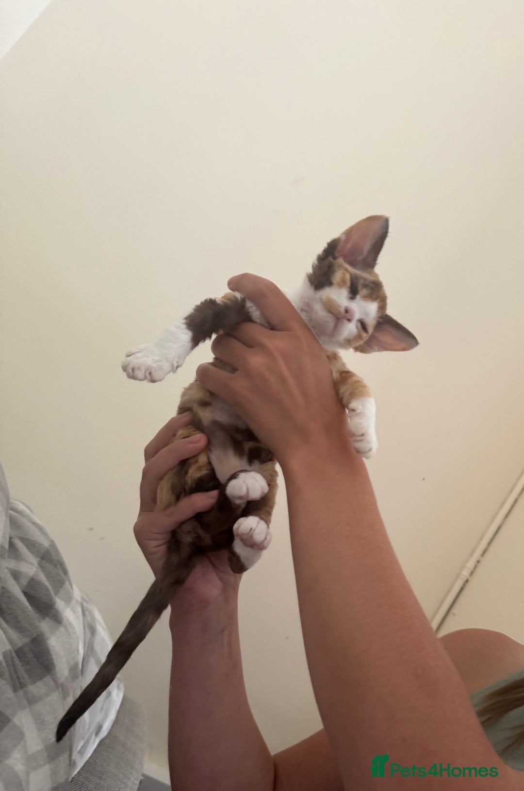 Devon Rex cats for sale: Aramis - Only 2 left Devon Rex Kittens – Exceptional Type  - Image 6