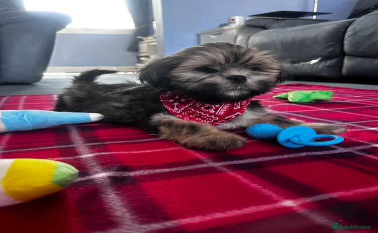 Lhasa Apso dogs - Advert 3