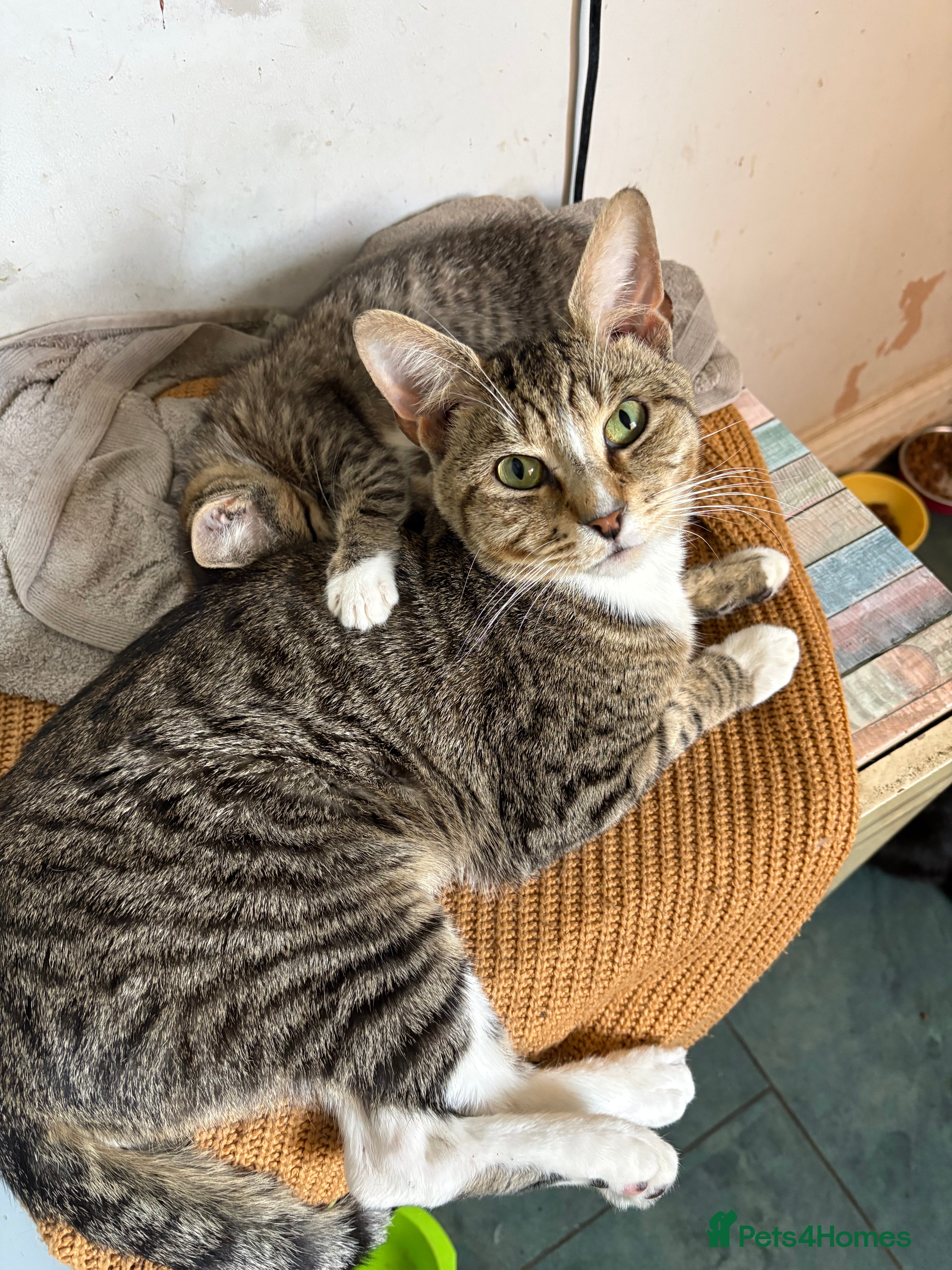 Mixed Breed cats Kittens looking for a forever home - Advert 1