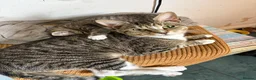 Mixed Breed cats for sale: Kittens looking for a forever home - Advert 1