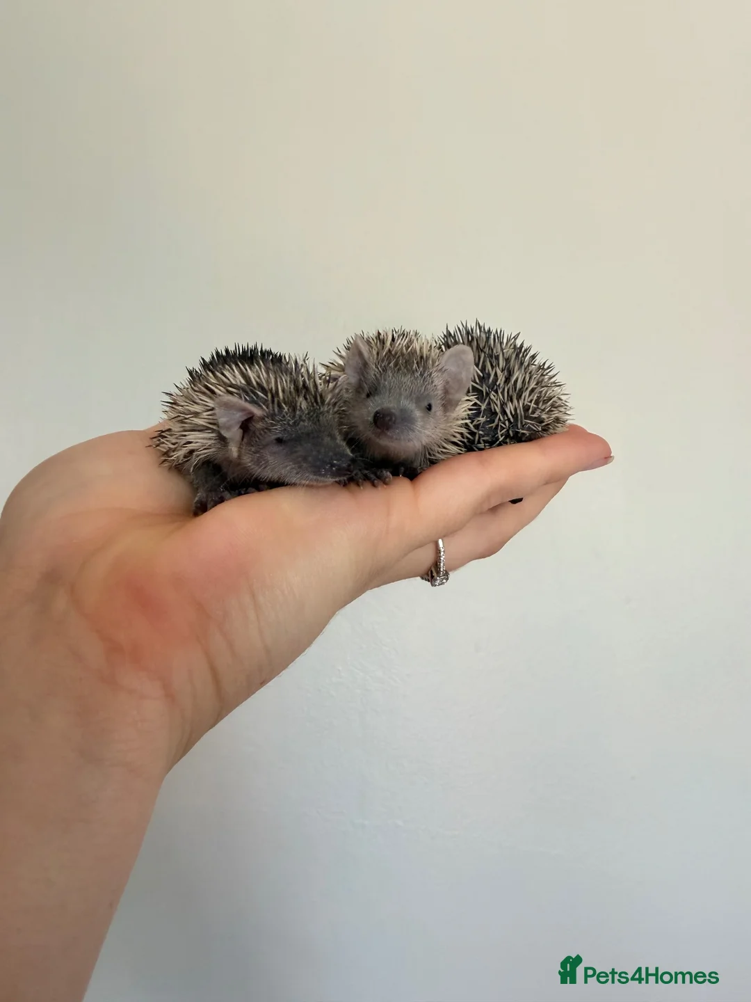Pygmy Hedgehog rodents for sale: Lesser tenrecs available to reserve  - Advert 7