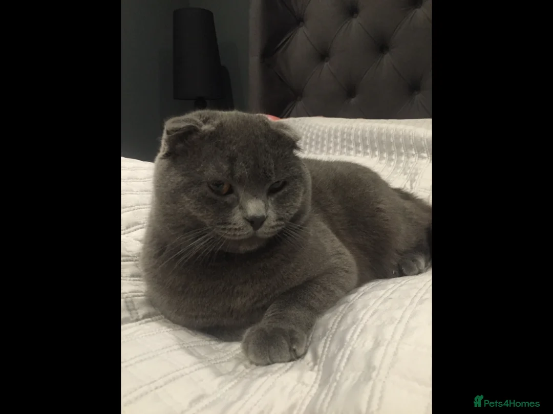 Scottish Fold cats for sale: Scottish Fold looking for home  - Advert 1