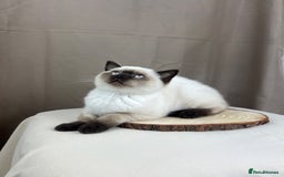 British Shorthair cats for sale: READY NOW SEAL POINTED BRITISH SHORTHAIR MALE in Ingatestone - Image 1