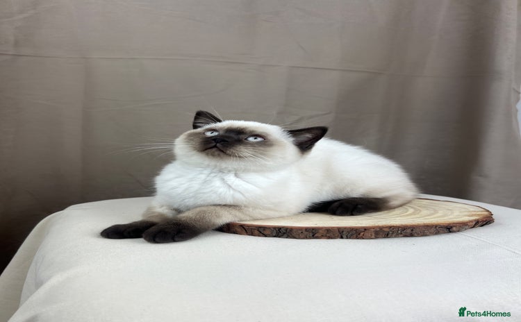 British Shorthair cats in Ingatestone - Advert 4