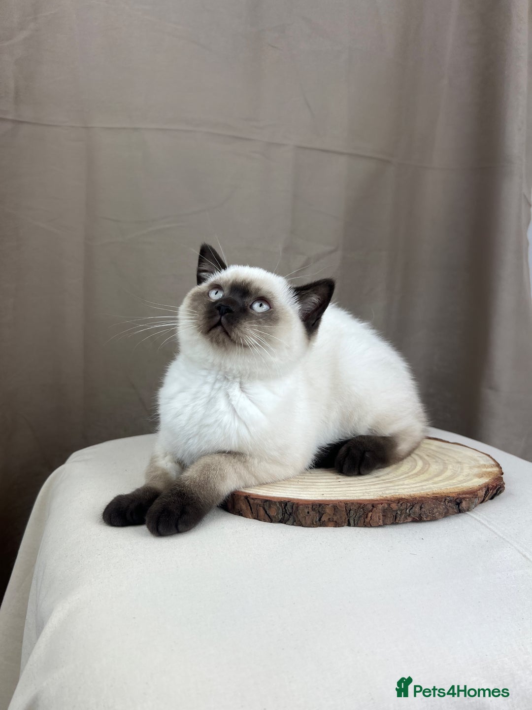 British Shorthair cats for sale: READY NOW SEAL POINTED BRITISH SHORTHAIR MALE in Ingatestone - Image 1