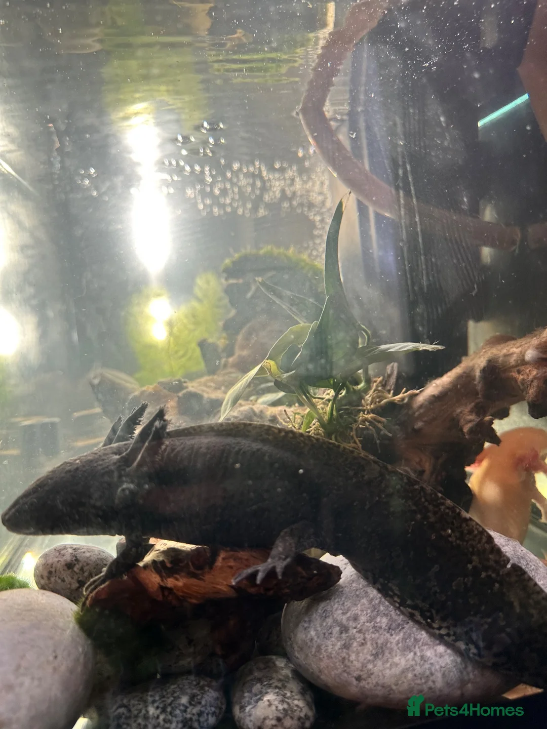 Axolotl reptiles for sale: Axolotl looking for new waters  - Advert 2
