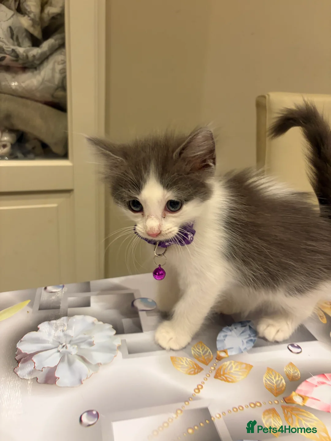 Turkish Angora cats for sale: Mix Turkish Angora kitten - Advert 2