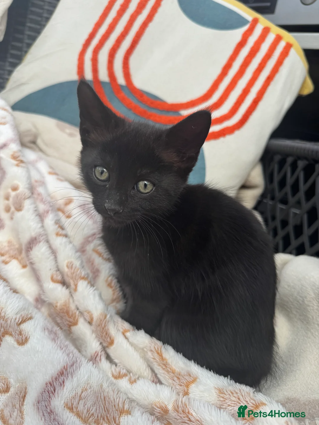 Mixed Breed cats for sale: Beautiful kitten 3 males and 2 females - Advert 2