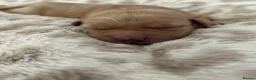 Golden Retriever dogs for sale: Golden Retriever Puppies (From 2 x Champion line) - Advert 21