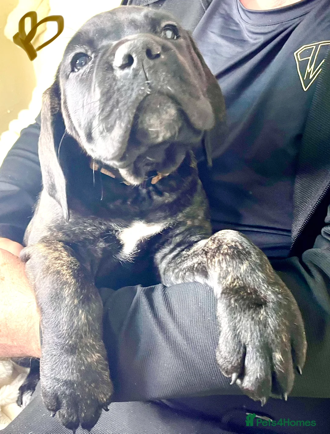 Cane Corso dogs for sale: Cane Corso Puppies Full pedigree  - Advert 10