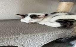Mixed Breed cats for sale: Kittens for sale  - Image 5
