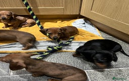 Miniature Dachshund dogs for sale: Beautiful miniature dachshund puppies  - Image 11