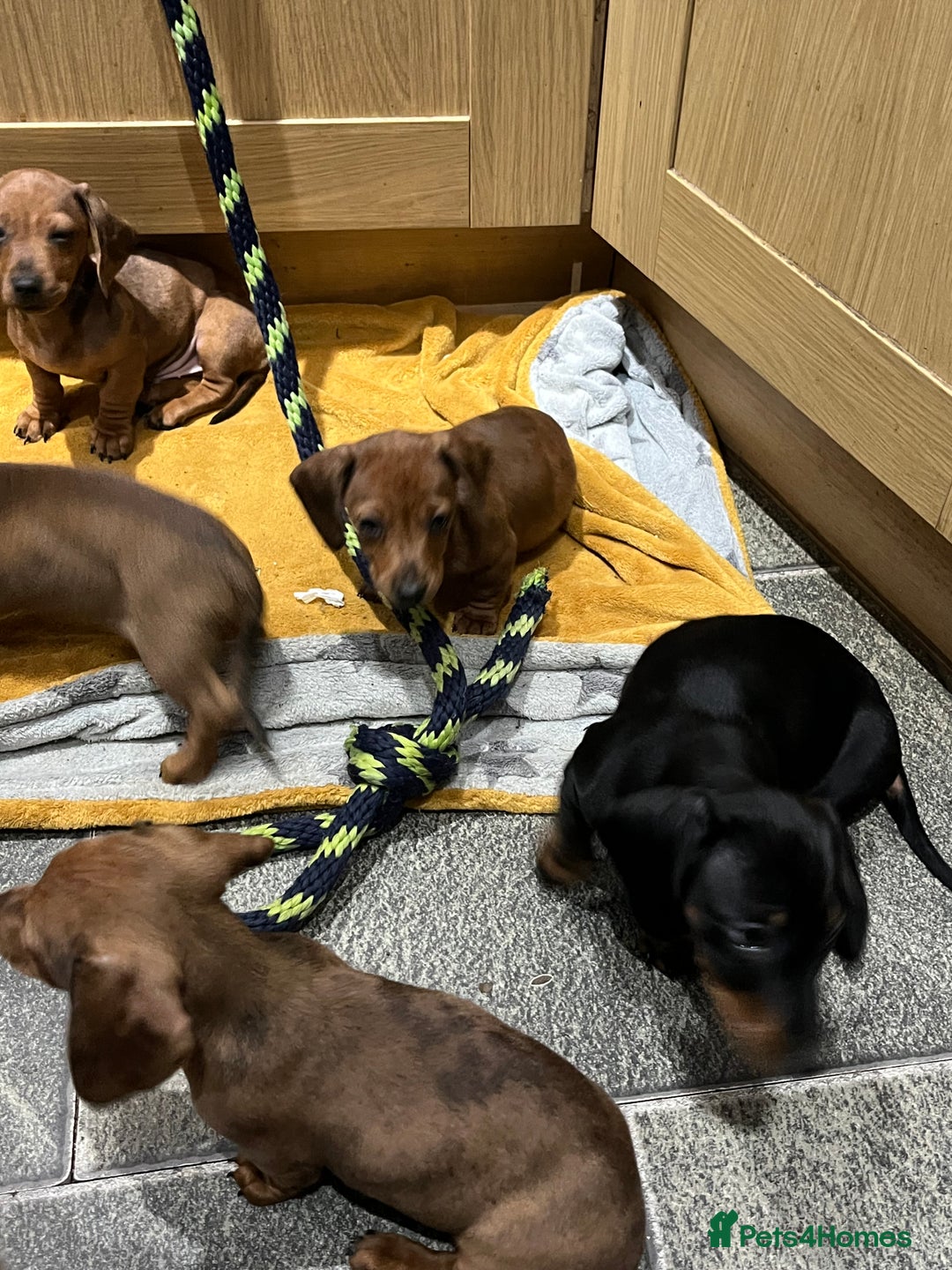 Miniature Dachshund dogs for sale: Beautiful miniature dachshund puppies  - Image 11