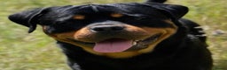 Rottweiler dogs for stud: 22 champions kc Rottweiler stud  in Romford - Advert 4