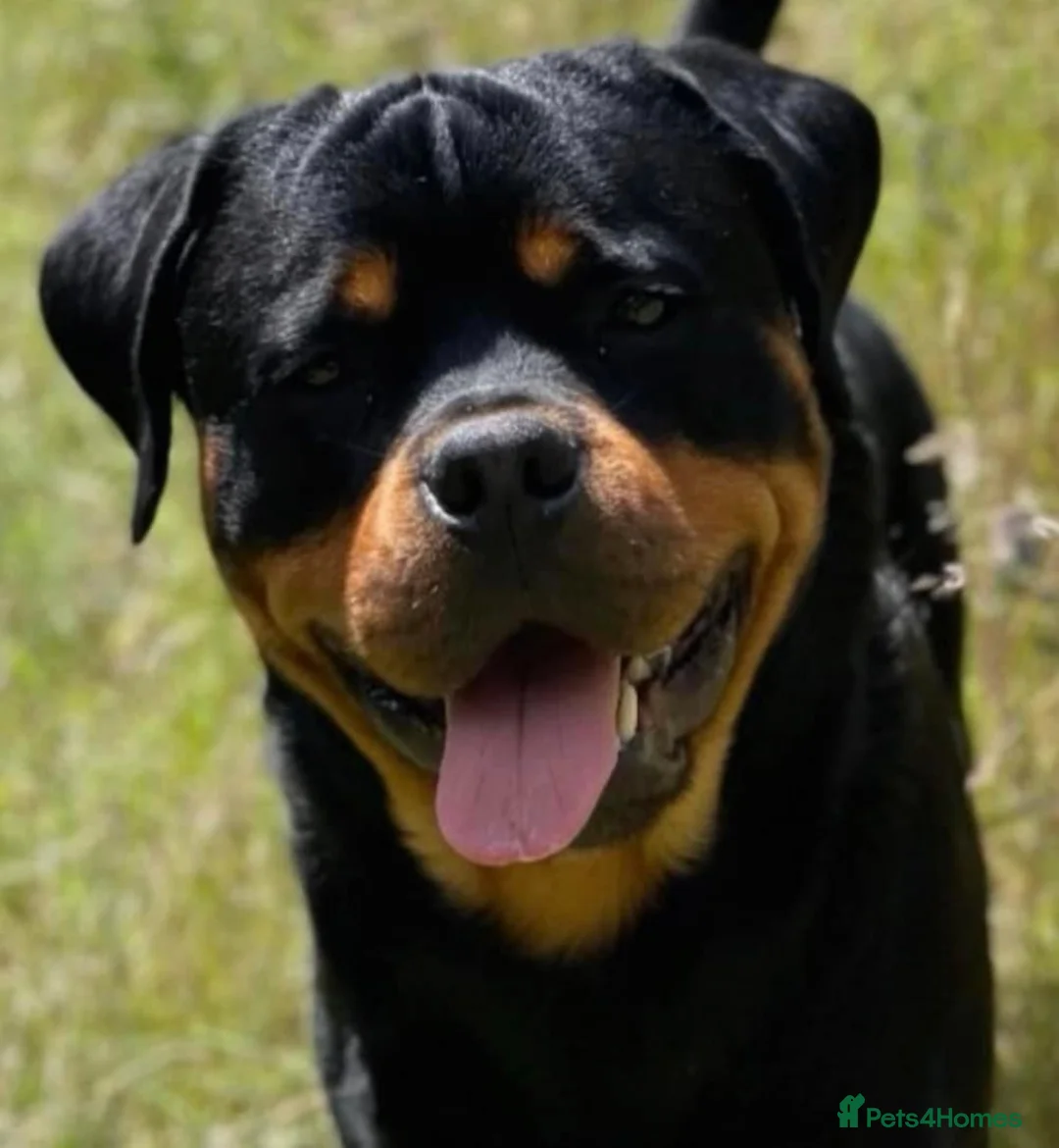 Rottweiler dogs for stud: 22 champions kc Rottweiler stud  in Romford - Advert 4
