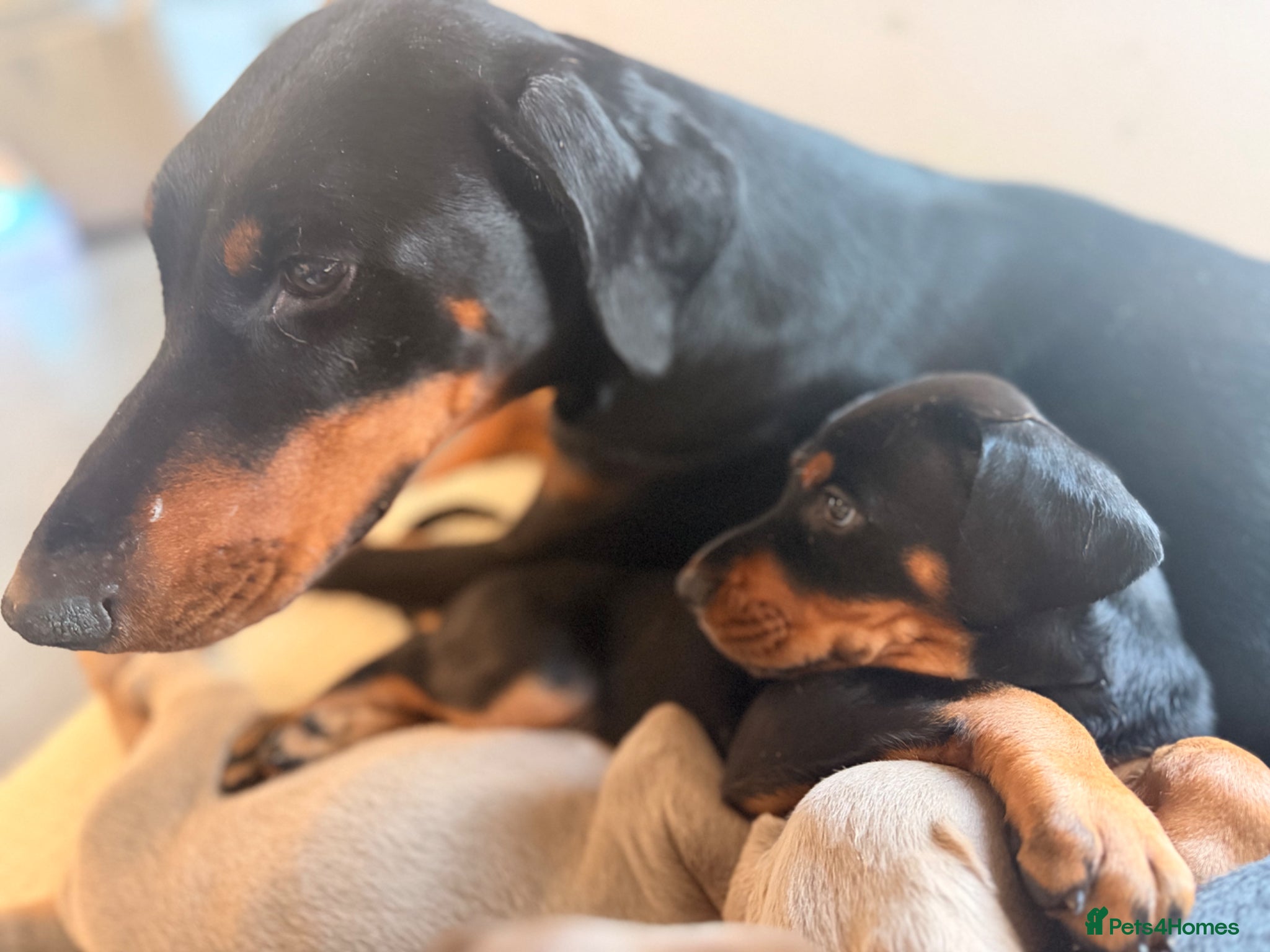 Dobermann dogs Doberman Champion health tested pup  - Advert 10