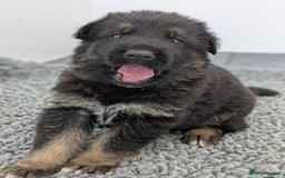 German Shepherd dogs for sale: KC Health Tested Pups From Champion Lines 🏆 - Image 11