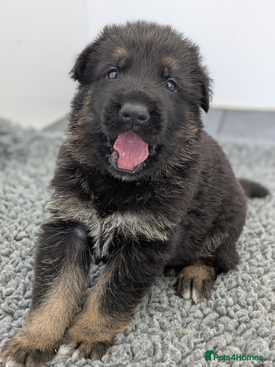 German Shepherd dogs for sale: KC Health Tested Pups From Champion Lines 🏆 - Image 11