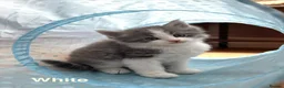 Maine Coon cats for sale: Maine Coon x Persian/Ragdoll Mix - Advert 2