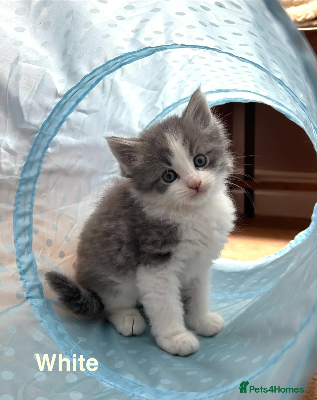 Maine Coon cats for sale: Maine Coon x Persian/Ragdoll Mix - Advert 2
