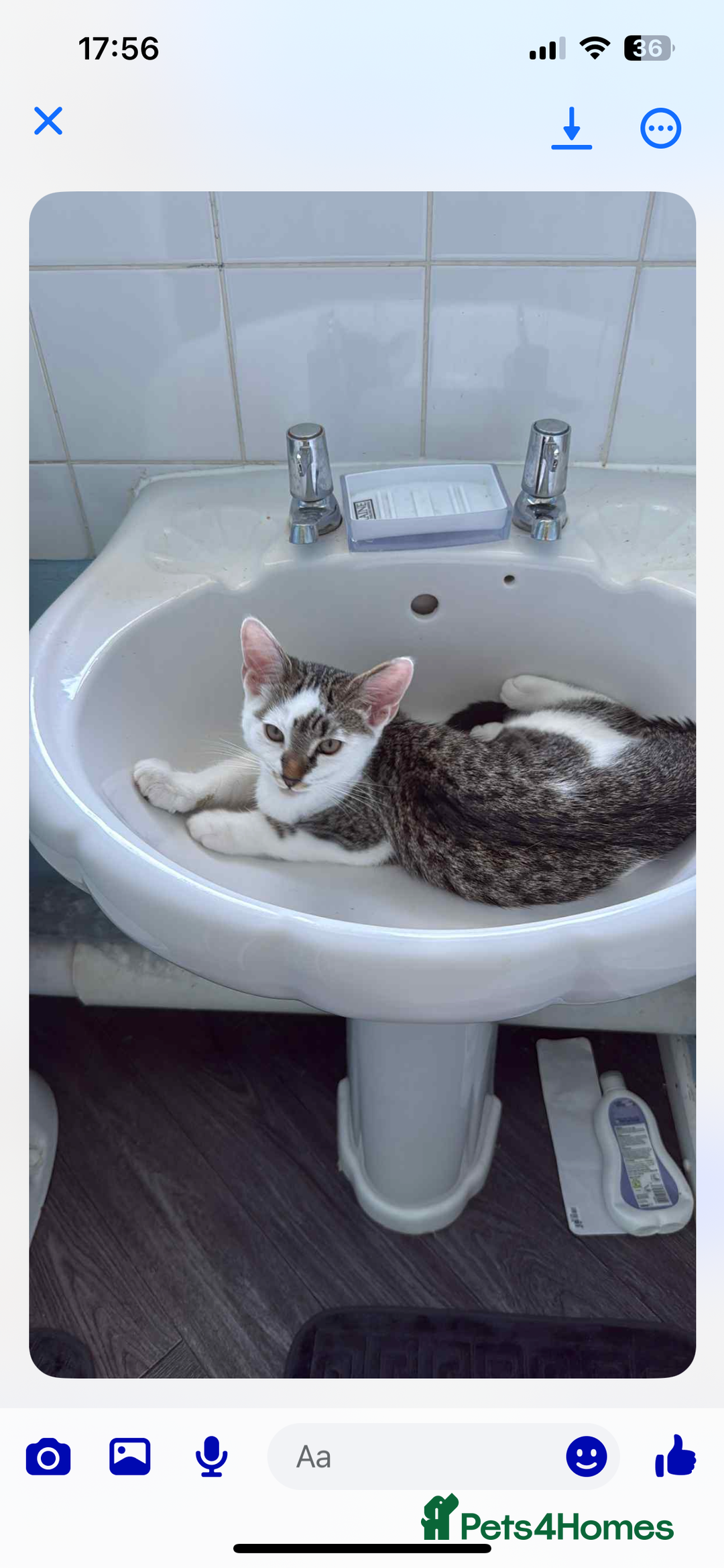 Mixed Breed cats for sale: Lovely 6 month old tabby boy  - Image 1
